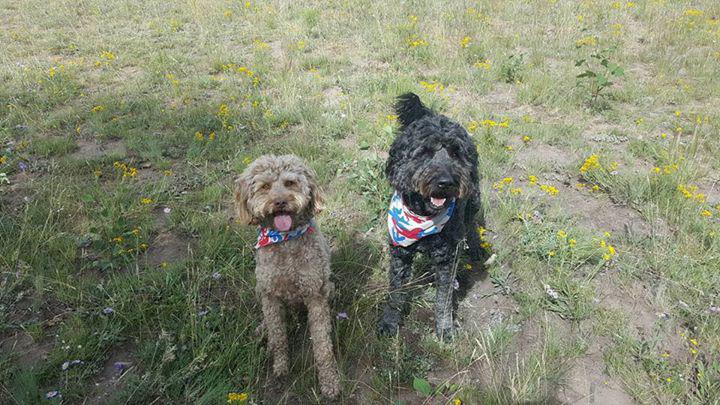Critter Sitters & Gunnison Vet Clinic