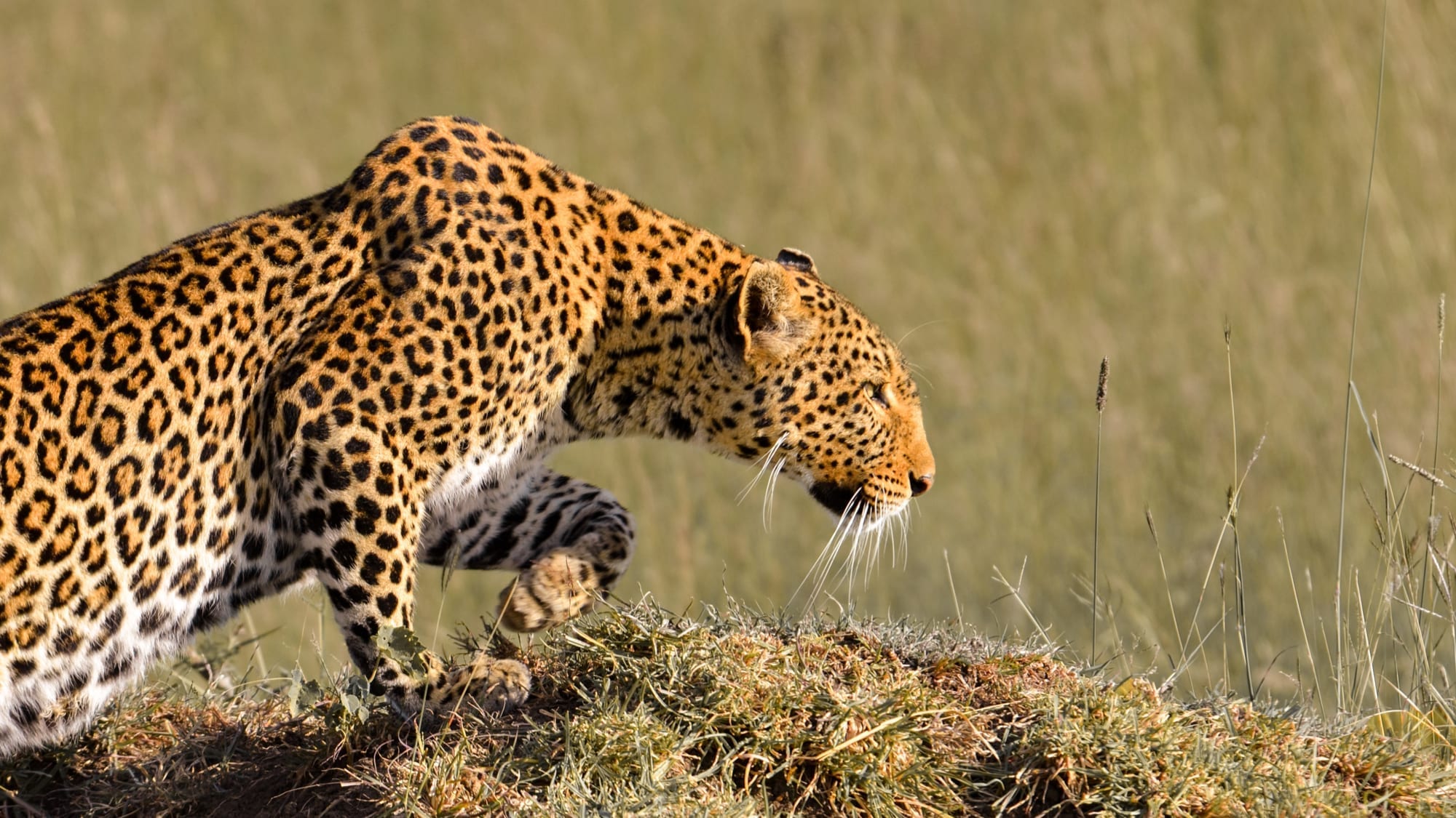 Remote Recreation: Let’s Safari!